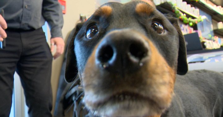 遇见布鲁图斯，罗杰纳市的“美丽”末期病犬，寻找1000位宠物伙伴。