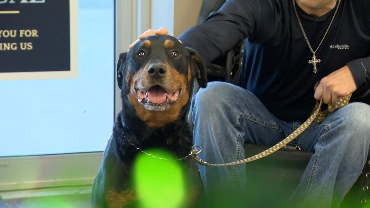 Brutus was diagnosed with terminal cancer in his lymph nodes, and his owner is looking to make the best of his last days.