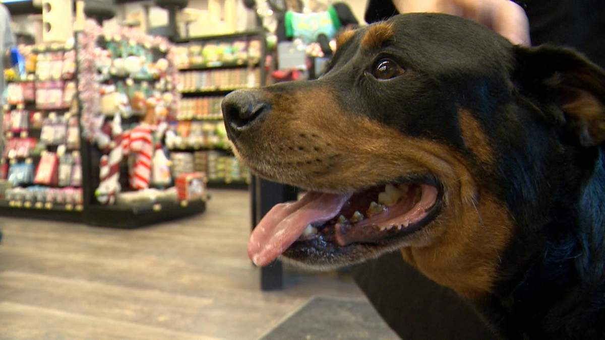 Brutus was diagnosed with terminal cancer in his lymph nodes, and his owner is looking to make the best of his last days.