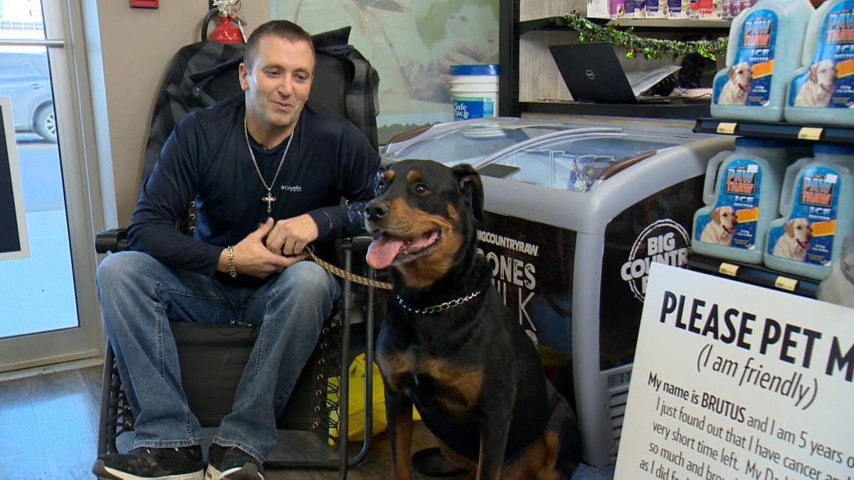 Brutus was diagnosed with terminal cancer in his lymph nodes, and his owner is looking to make the best of his last days.