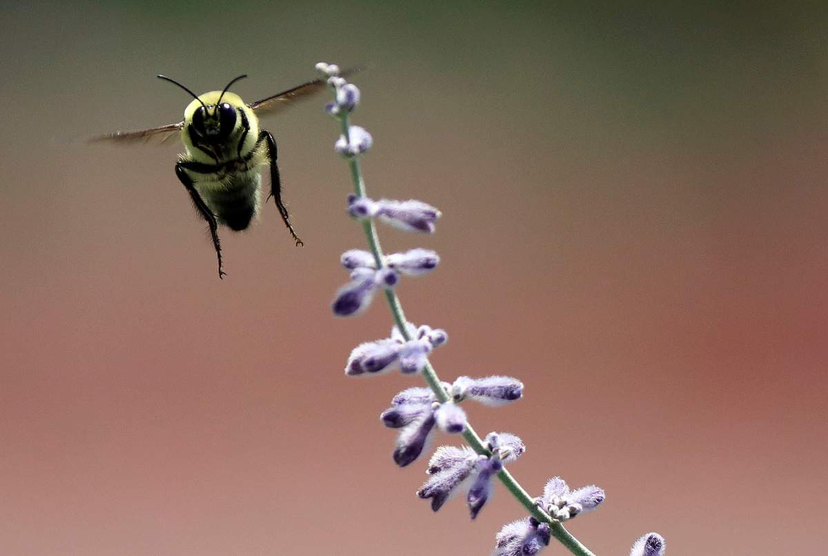 A bumblebee hovers near a flower