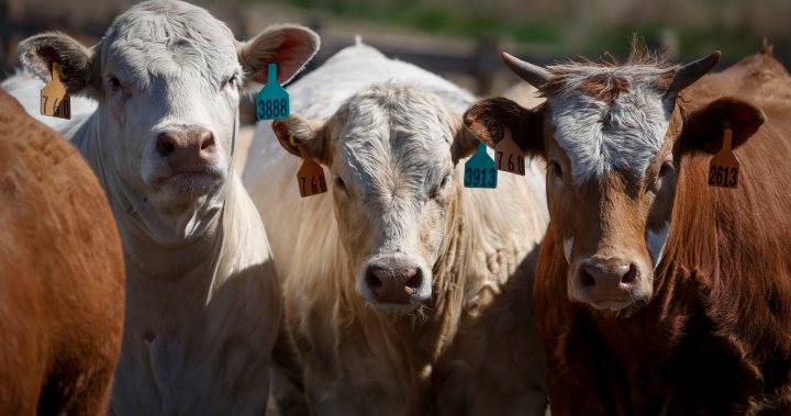 Намаляването на емисиите на метан и карането на кравите да
