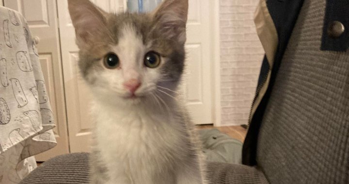 Котето, откраднато от магазин за домашни любимци във Ватерло, е намерено безопасно