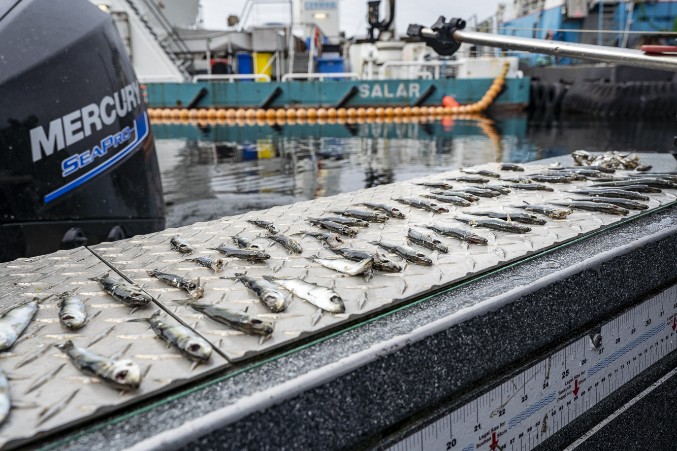 Застъпници на сьомгата в пр н е вдигат тревога за това което