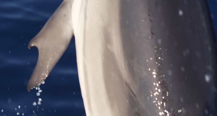 Човек може да каже, че този делфин стърчи като възпален