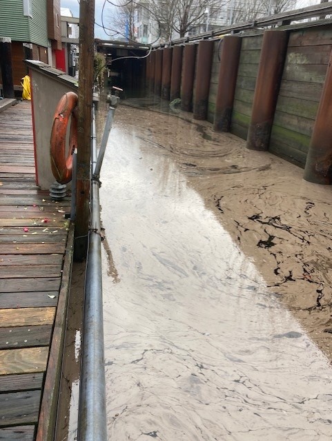 Oily material seen floating on in False Creek near the False Creek Rowing Club on Wednesday.