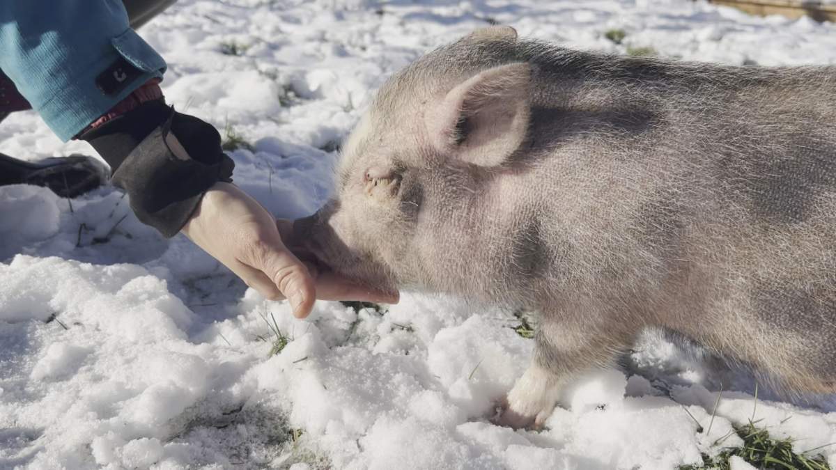 The pigs may start out small, but they can quickly grow to an unmanageable size.