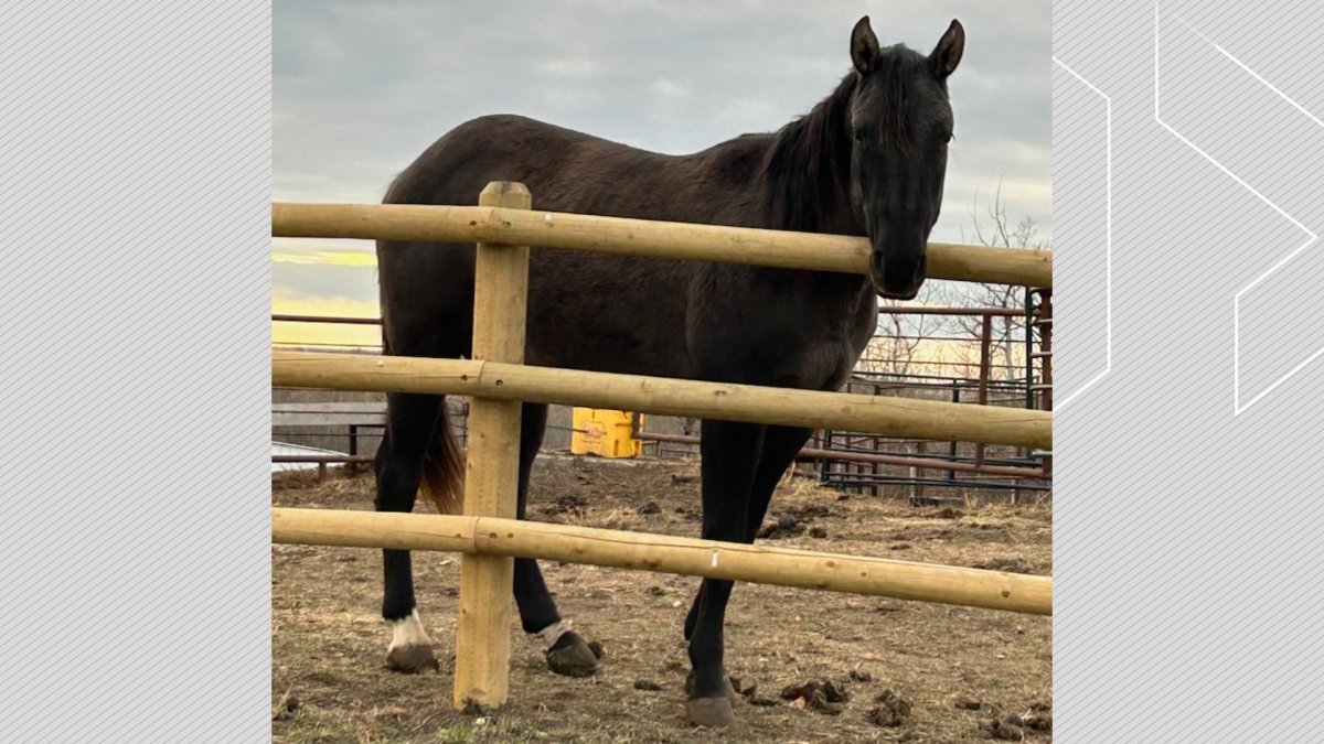 An undated photo of a two-year-old grulla colt valued at $5,000 that was shot and killed.