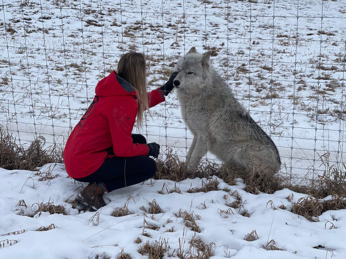Kara Dowhaniuk visits with a wolfdog at the Sanctuary.