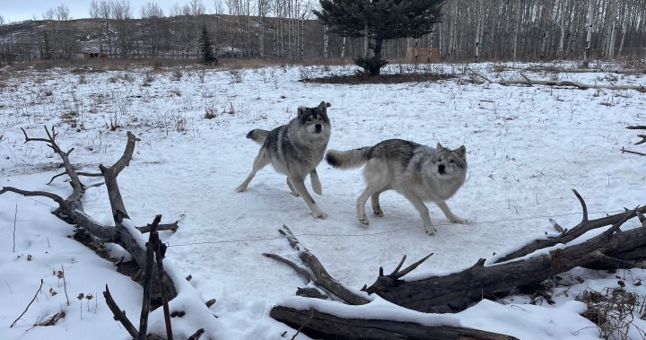 Yamnuksa Wolfdog Sanctuary стартира празнична кампания