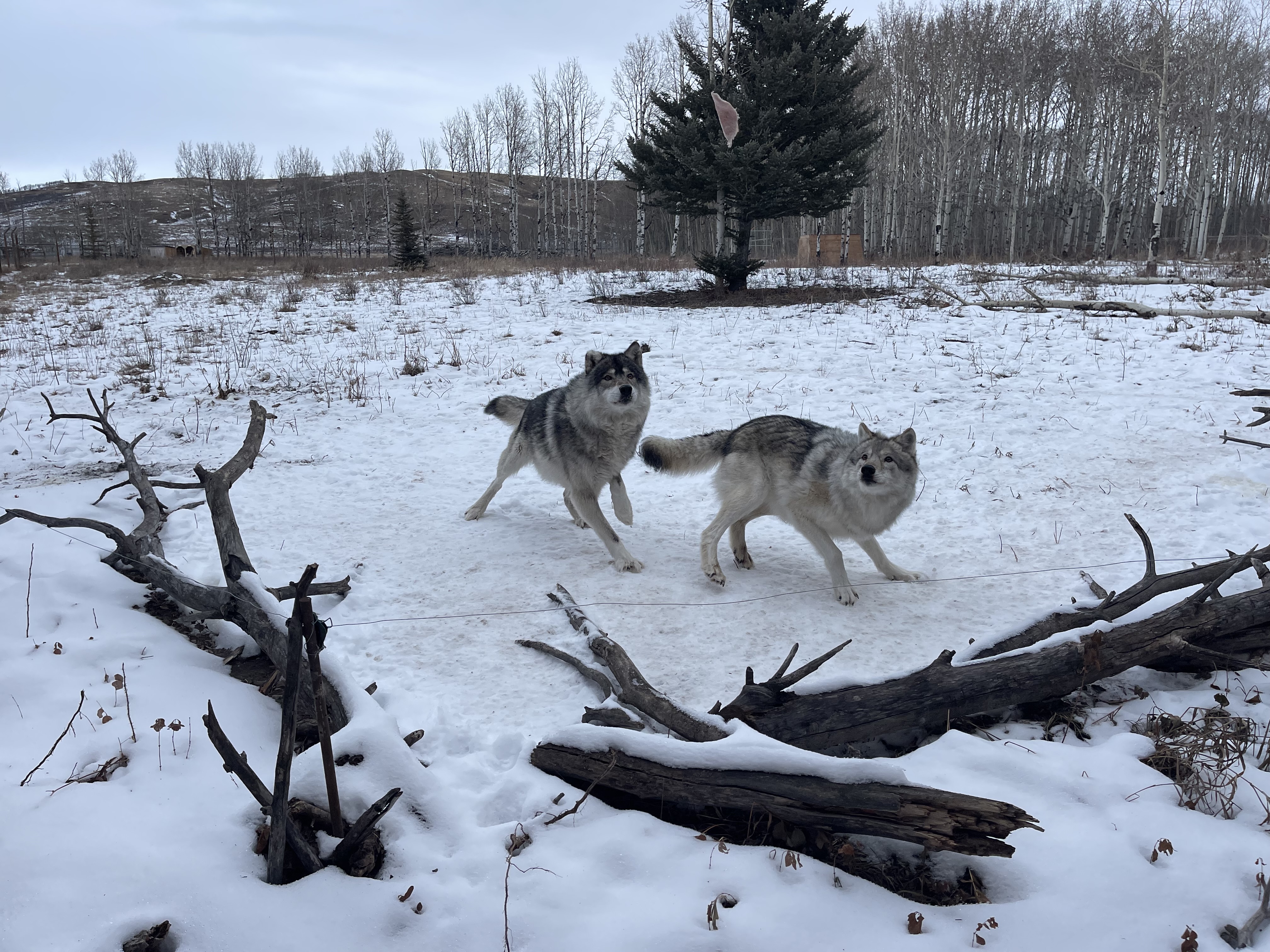 Yamnuksa Wolfdog Sanctuary launches holiday campaign