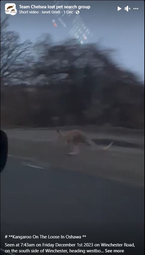 A video posted to the Team Chelsea Facebook account shows a kangaroo hopping alongside a roadway in Oshawa, Ont., on Friday, Dec. 1, 2023.