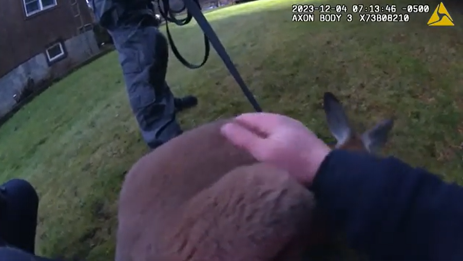 Kangaroo capture: Police release body camera footage of Ontario roo rescue