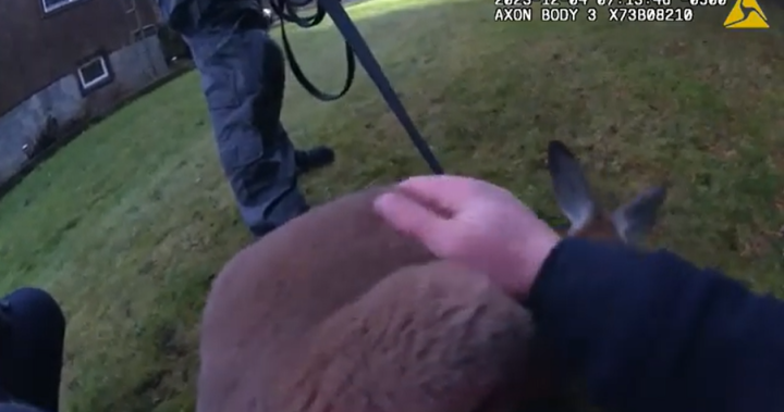 Залавяне на кенгуру: Полицията публикува кадри от камерата на тялото на спасяването на роо в Онтарио
