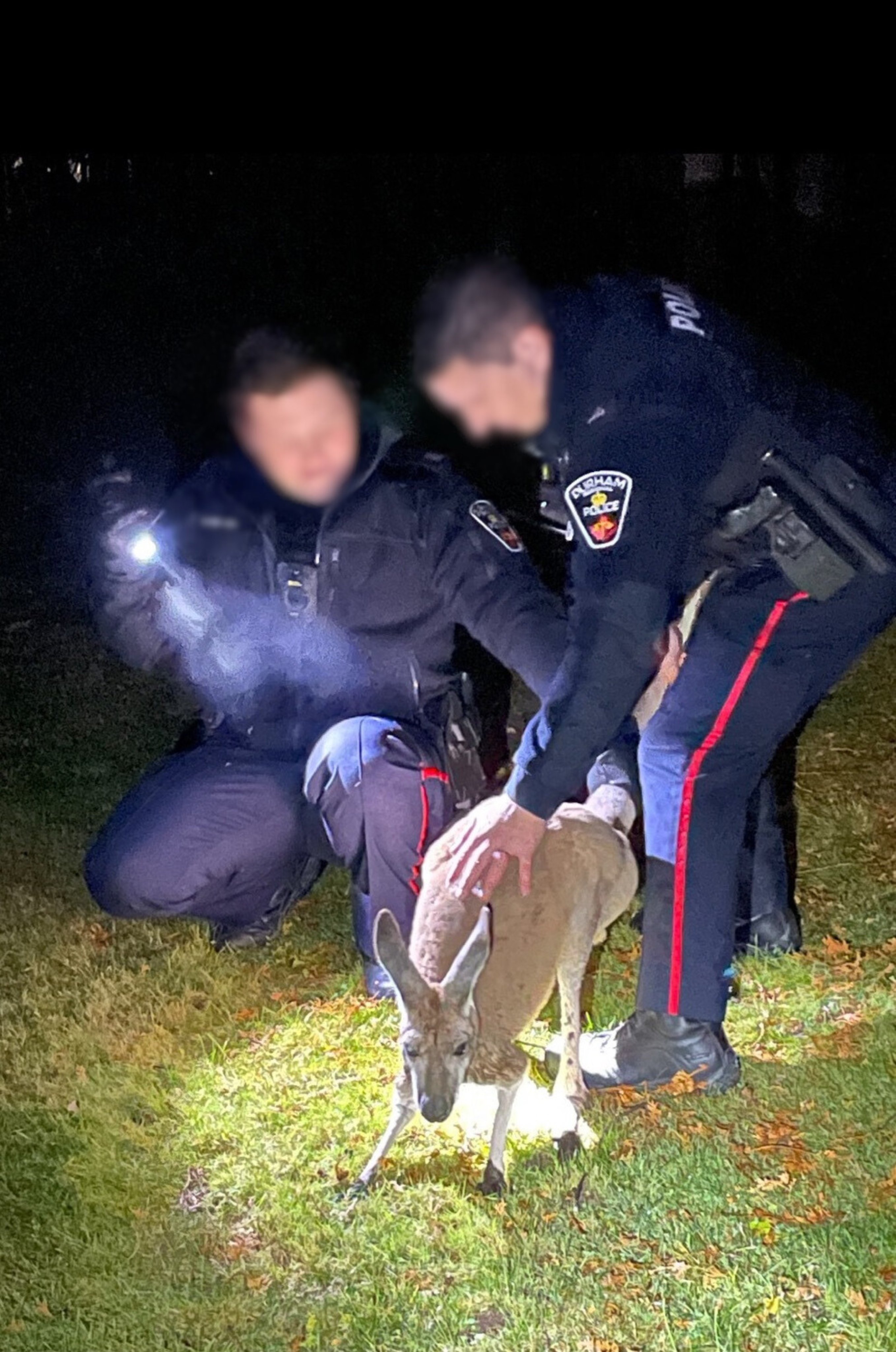 Kangaroo on the loose in Ontario finally caught, officer punched during capture