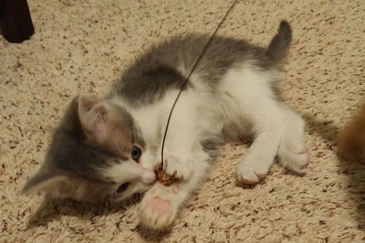 Регионалната полиция на Ватерло съобщи че е арестувала мъж обвинен