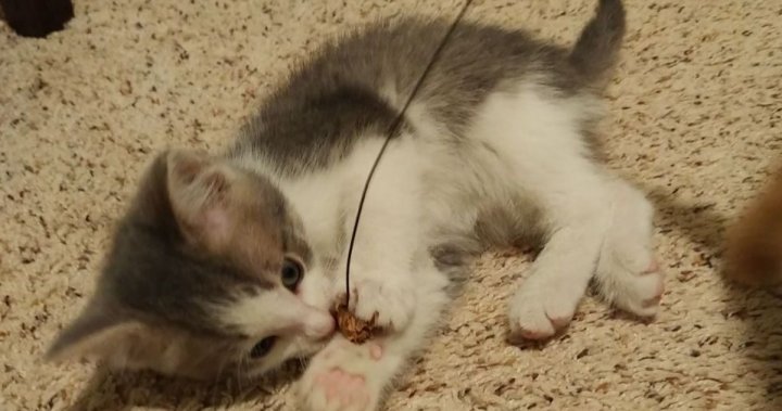 Reward to be offered for kitten stolen from pet store in Waterloo, charity says