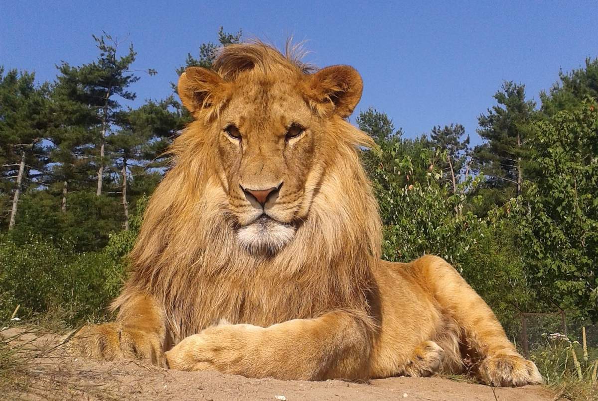 Oaklawn Zoo had a variety of both farm animals and exotic animals.