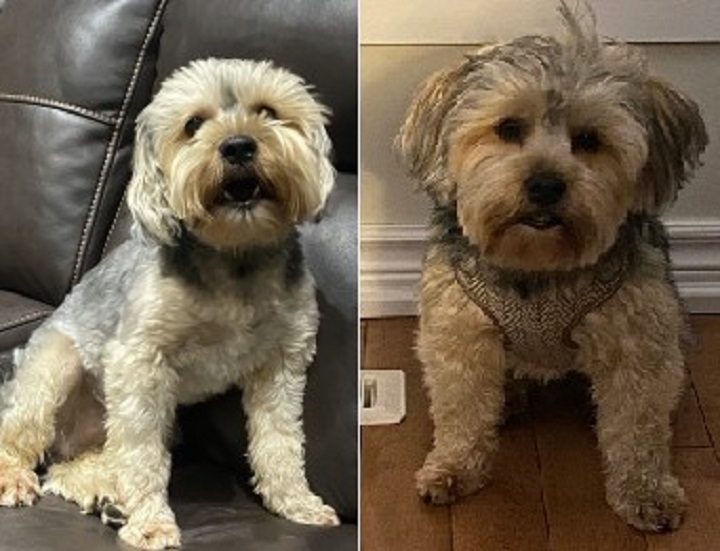 Тригодишно куче на име Джуджу е изчезнало след взлом в