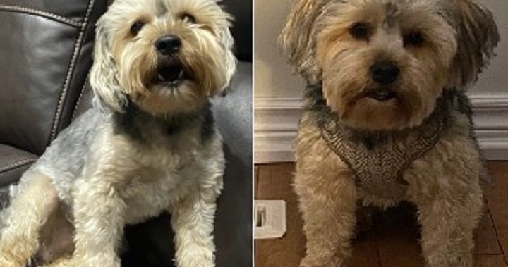 多伦多一家庭遭入室盗窃后，3岁狗狗失踪了