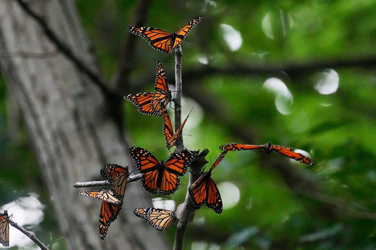 monarch butterflies are now on canada’s endangered species list