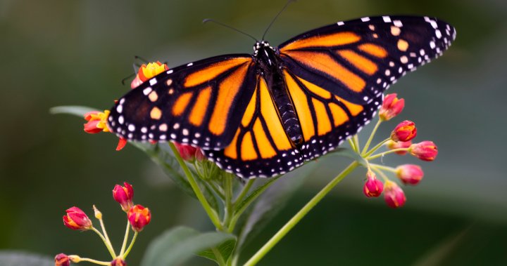 加拿大将帝王蝶列入濒危物种名单