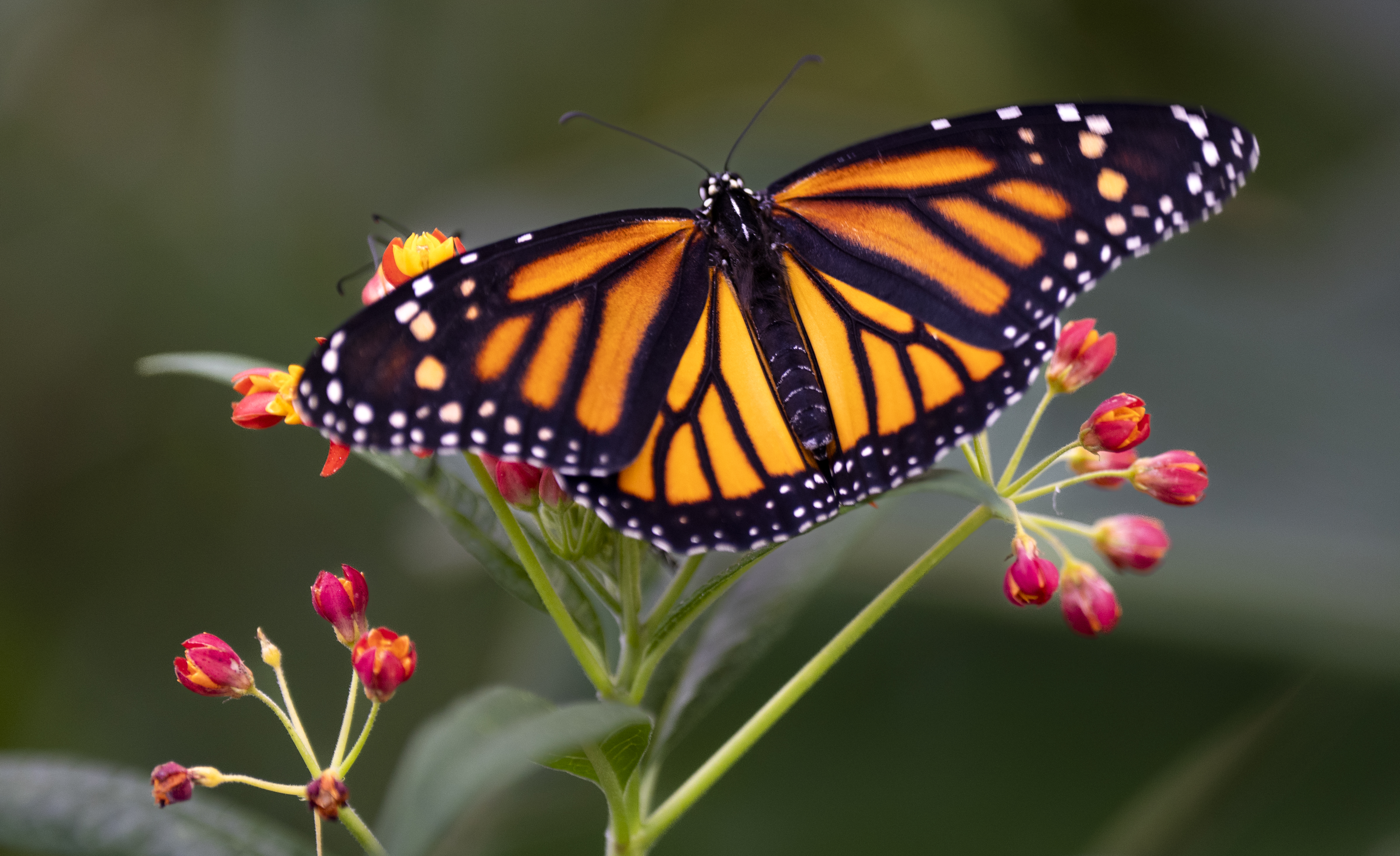Monarch butterflies are now on Canada’s endangered species list