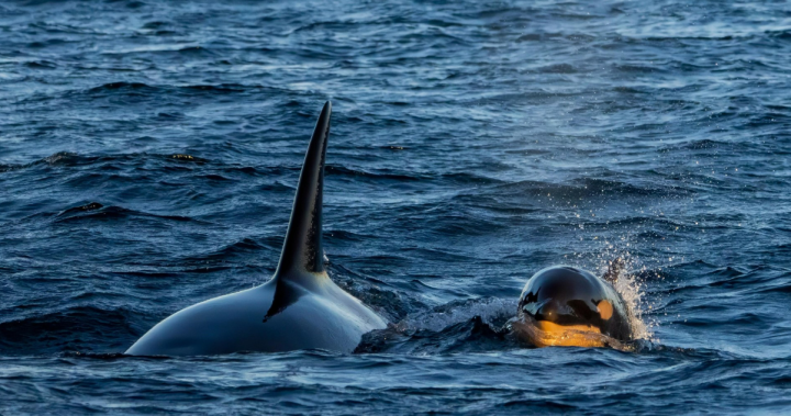 Наблюдателите на китове празнуват раждането на нова косатка на Биг,