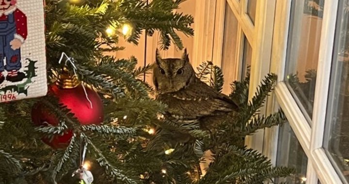 肯塔基州的一家人在圣诞树上发现了一个宝宝猫头鹰，已经在树上安家4天了