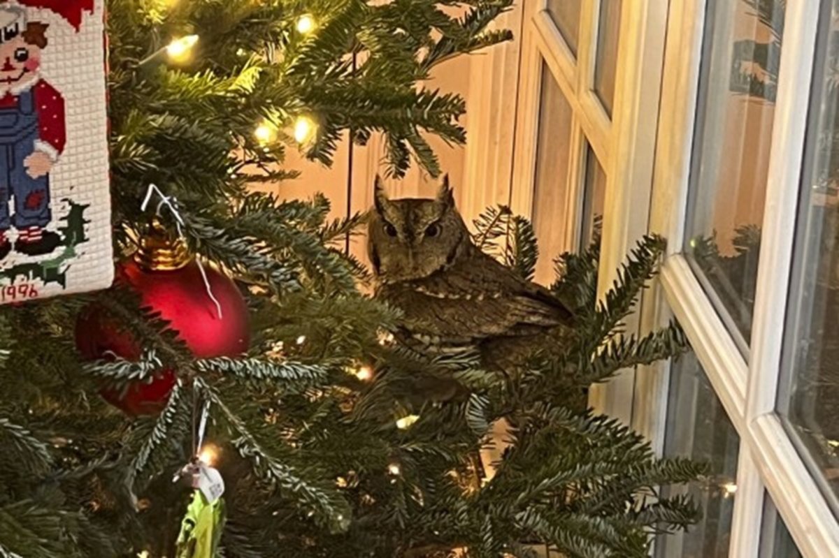 A small, brown owl sits on a branch of a Christmas tree.