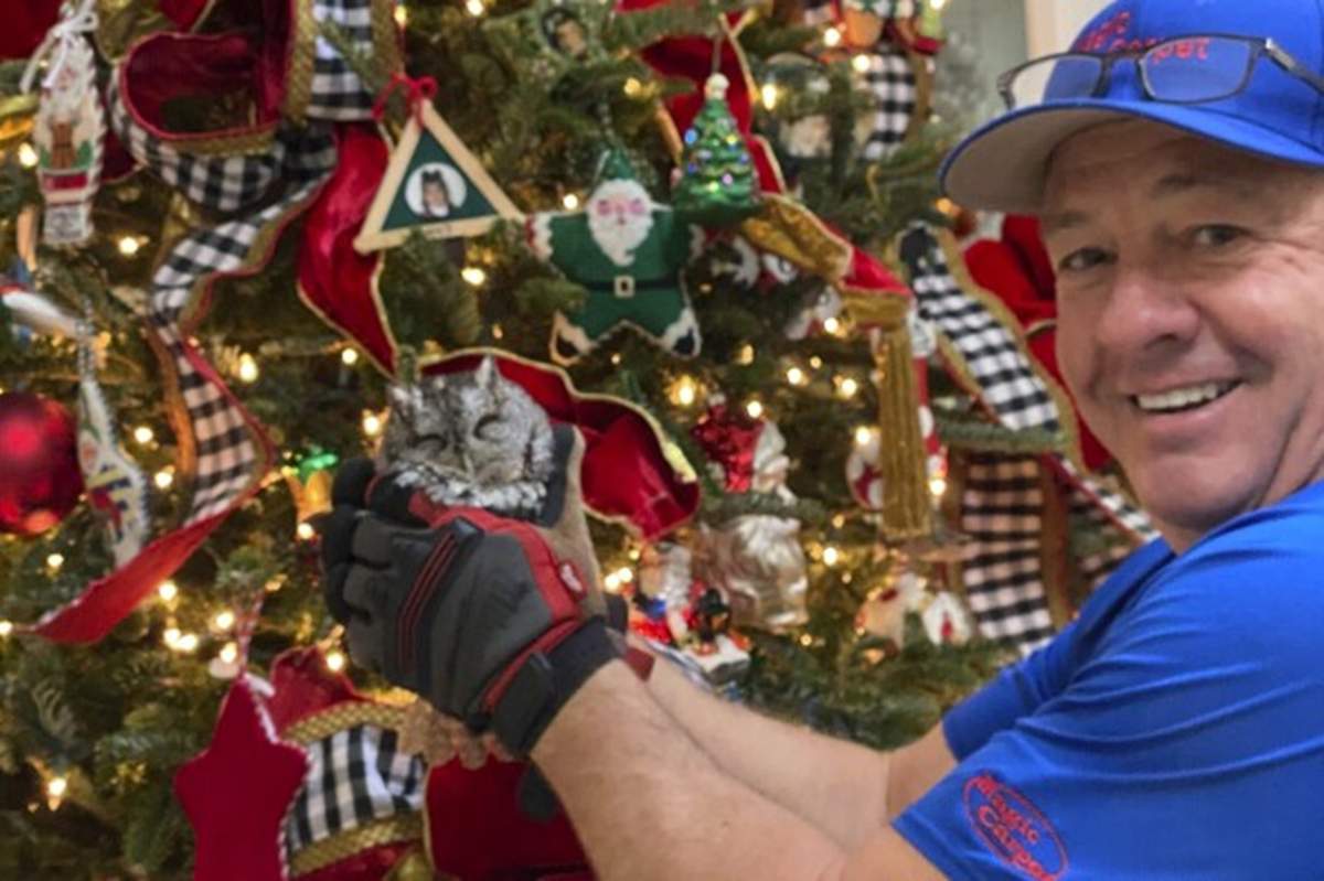 Bobby Hayes holding a small owl in front of a Christmas tree.