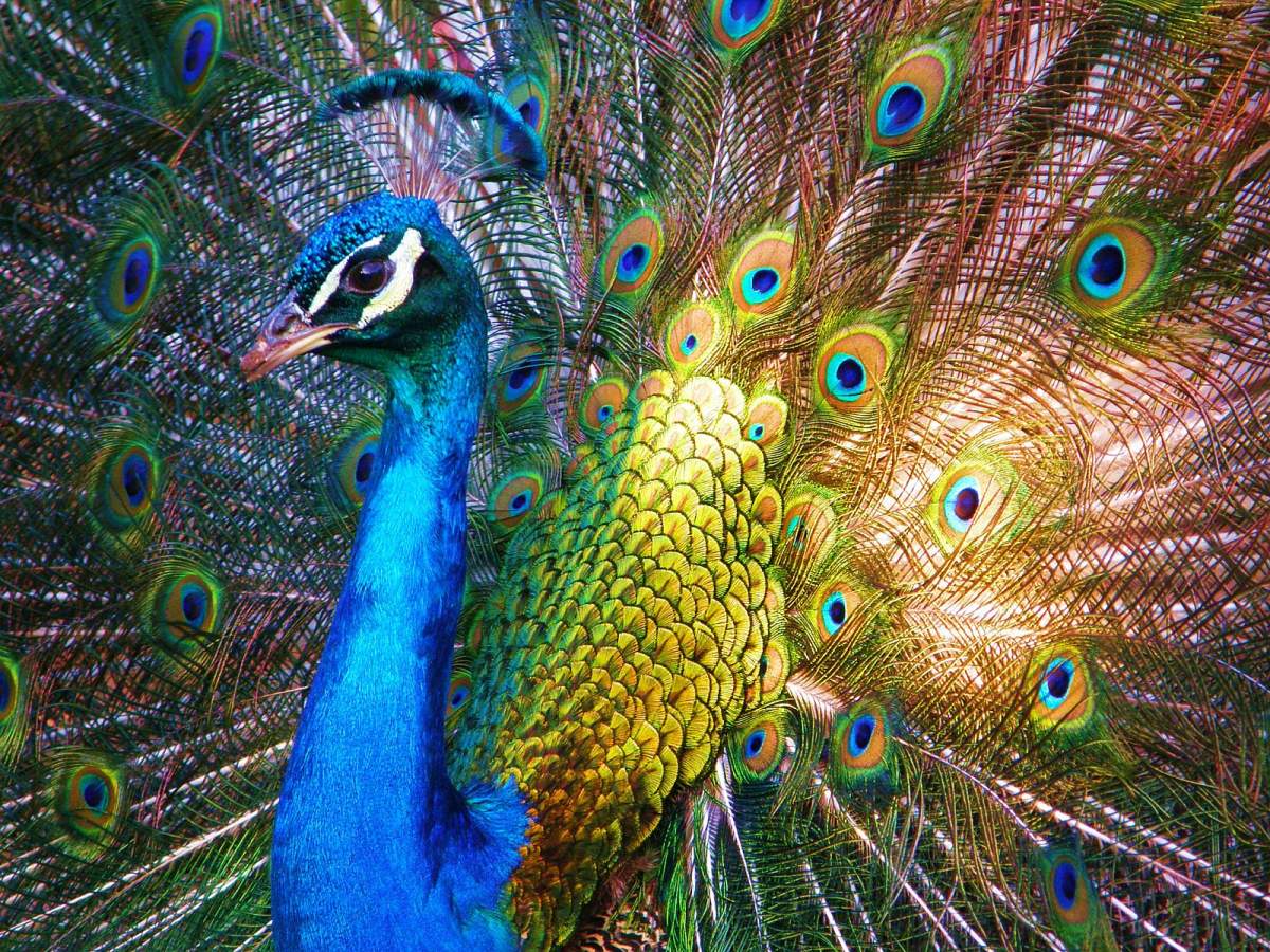 The zoo’s mission was to ‘connect people with animals and help inspire a further appreciation for wildlife and nature.’