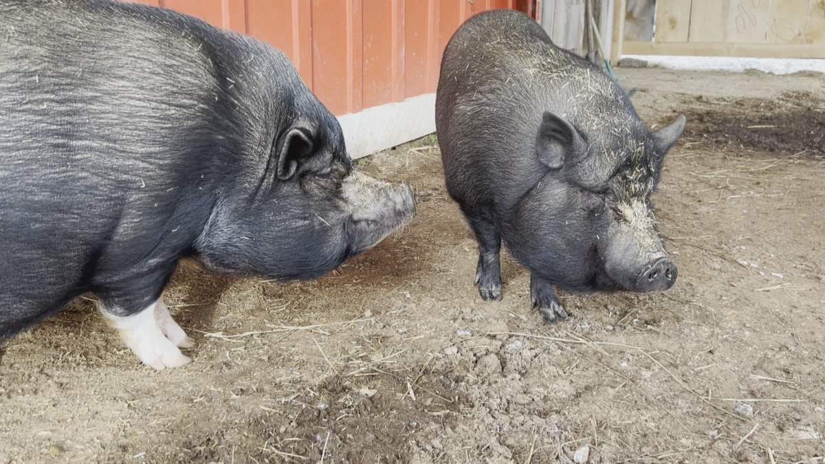 People may adopt pot-bellied pigs without realizing how big they can grow.