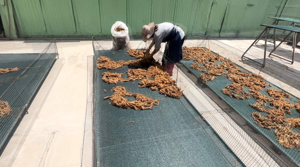 Qiviuk wool, washed and drying in the sun in Peru.