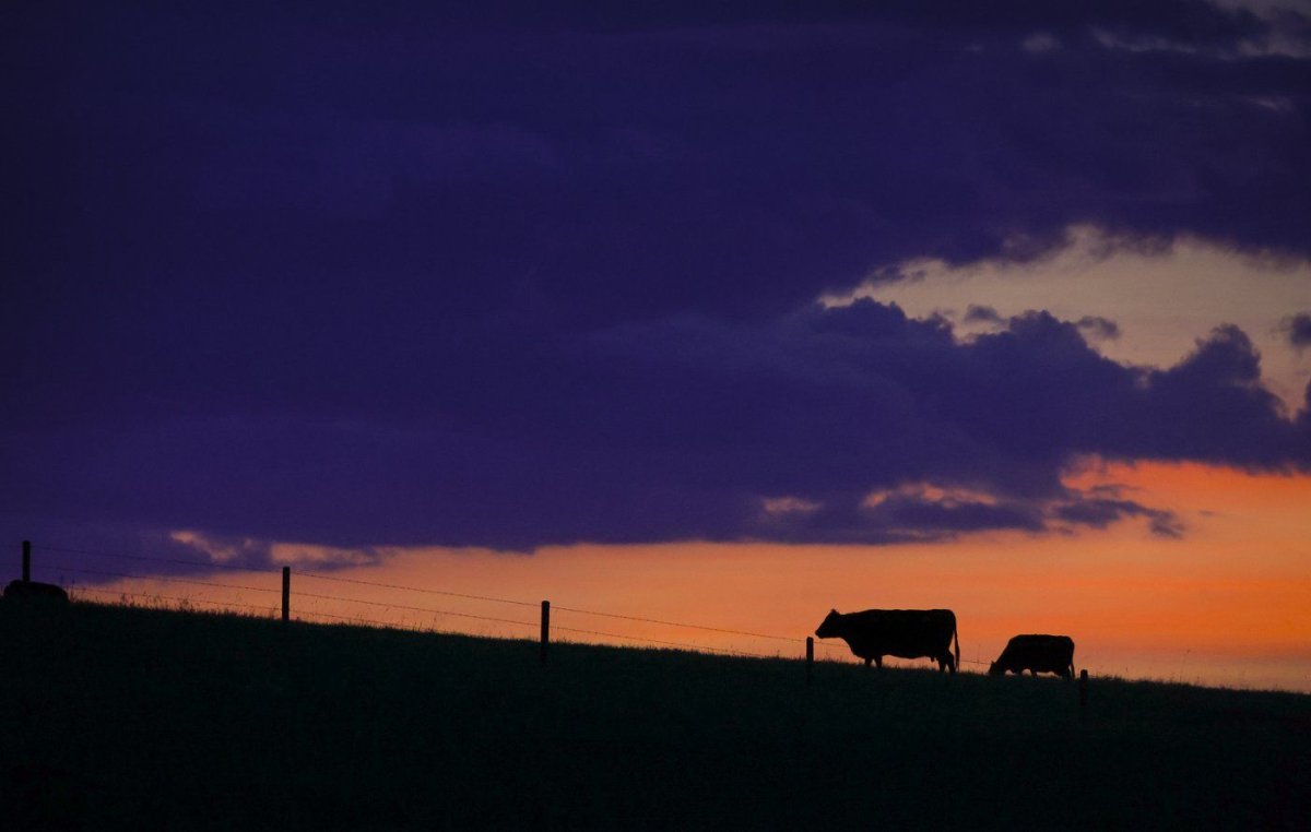 Cattle graze at sunset near Cochrane, Alta., Thursday, June 8, 2023. Fed up with taking heat for their industry's carbon footprint, Canadian ranchers say they want government funding to help reduce emissions while simultaneously working to save one of earth's most threatened ecosystems. 