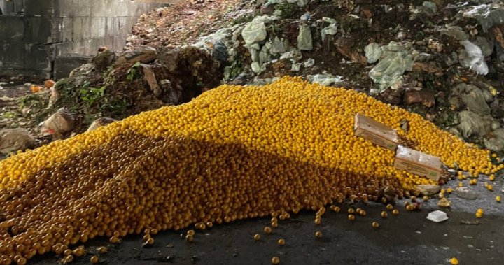 数千个橙子被扔到温哥华市垃圾场，引发对食物浪费的关注