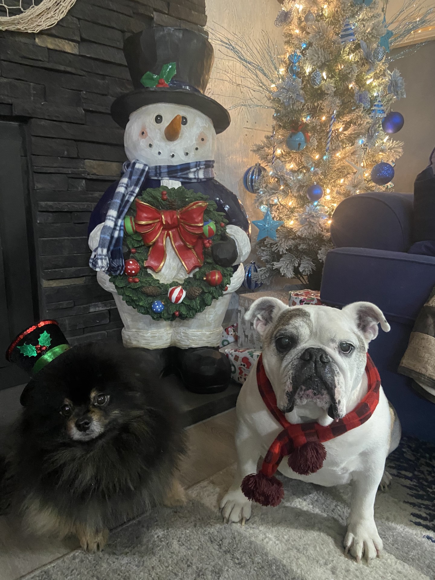 Happy Paw lidays Global News readers share their adorable pet