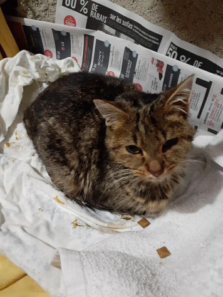 A cat named Truffles part of Ottawa’s Cat Rescue Network in need of a home. According to the agency, Truffles is one of many cats abandoned during Quebec’s Moving Day.