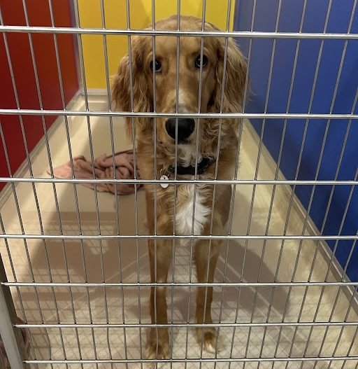 Alberta Animal Rescue Crew Society animals Jan. 8, 2024.