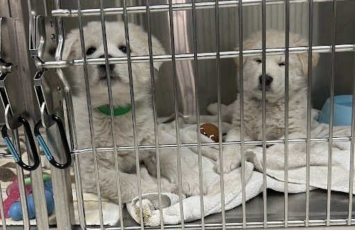 Alberta Animal Rescue Crew Society animals Jan. 8, 2024.