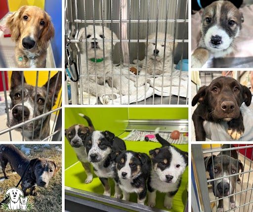 Alberta Animal Rescue Crew Society animals Jan. 8, 2024.