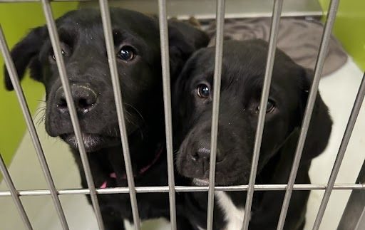 Тъй като температурите се очаква да паднат рязко през следващите