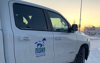 SPCA на Алберта отговори на повече от 70 обаждания за бедстващи животни през мразовитата седмица