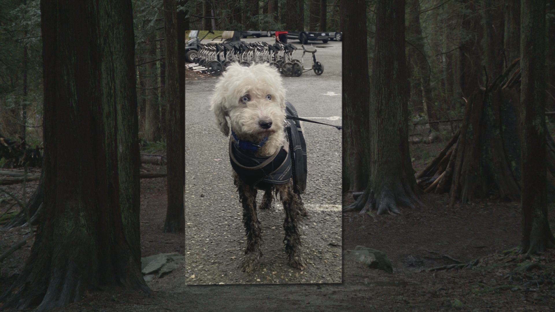 Това беше забавен край за куче в Южен Съри което