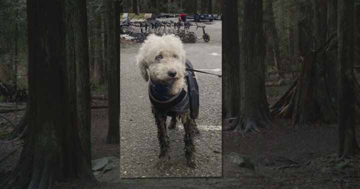 Dog reunited with its owner 17 days after going missing in South Surrey