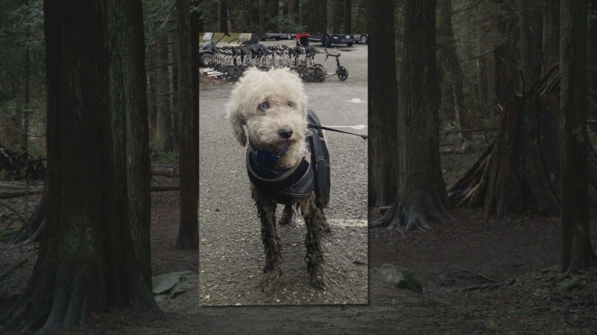 Casper the dog was missing for 17 days before he was found.