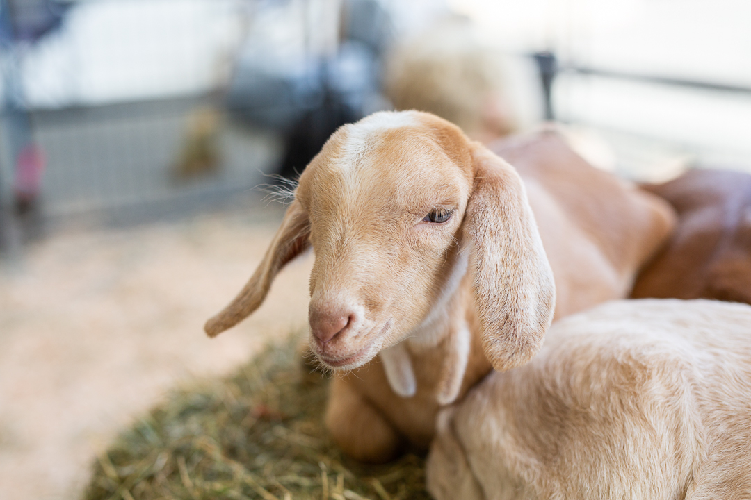 Pacific Agriculture Show - image