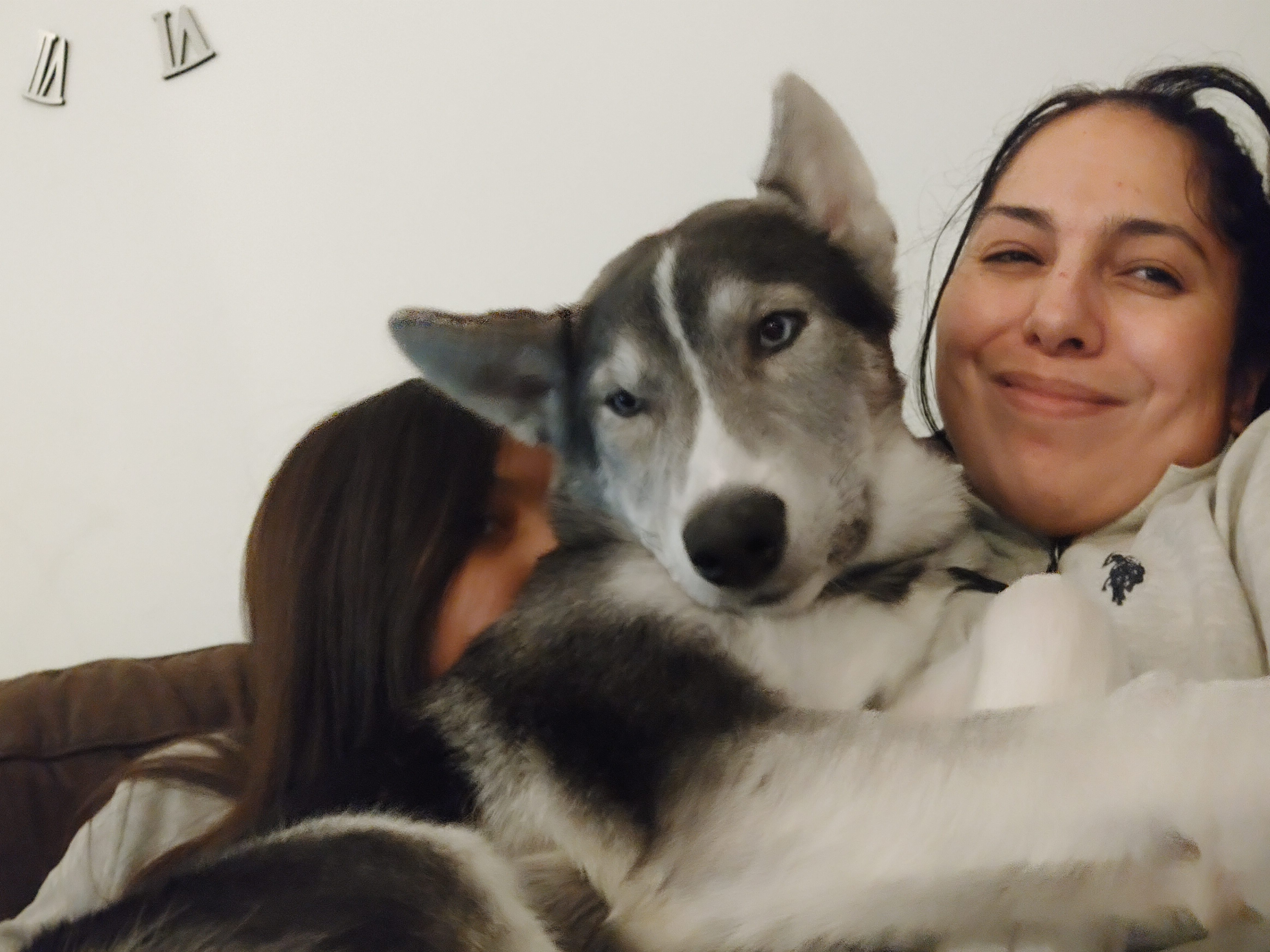 Разгорещена битка за живота на куче предизвика ожесточен спор в