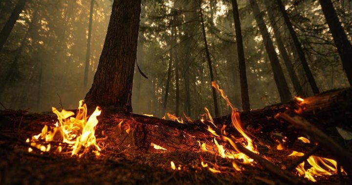 Предстоящият сезон на горските пожари в Канада може да бъде по-лош от миналата година, предупреждава Саджан