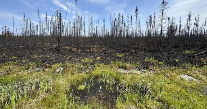 Мъж от Квебек се призна за виновен за предизвикването на 14 горски пожара